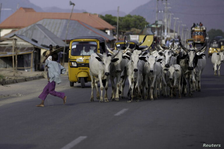 Tension As Miyetti Allah Claims 322 Cows, 30 Herders Missing In Anambra, Writes Police