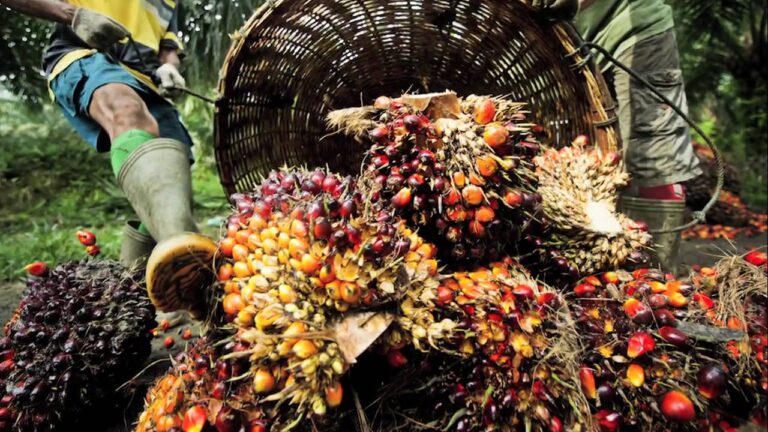 Nigeria can earn $20bn annually from cultivation, production of oil palm – Obaseki