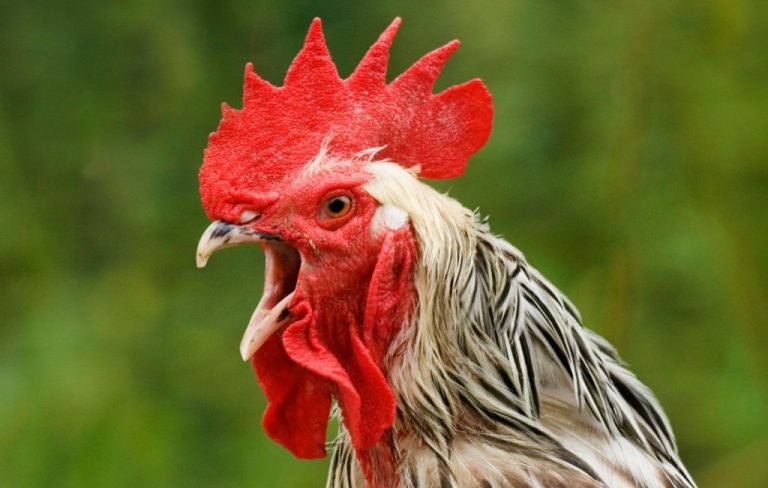 Court orders slaughtering of noisy cockerel in Kano