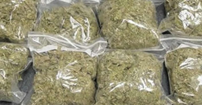 NDLEA operatives arrest Sokoto Indian hemp farmer