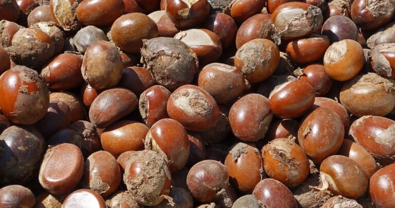 Tinubu Extends Ban on Raw Shea Nut Export